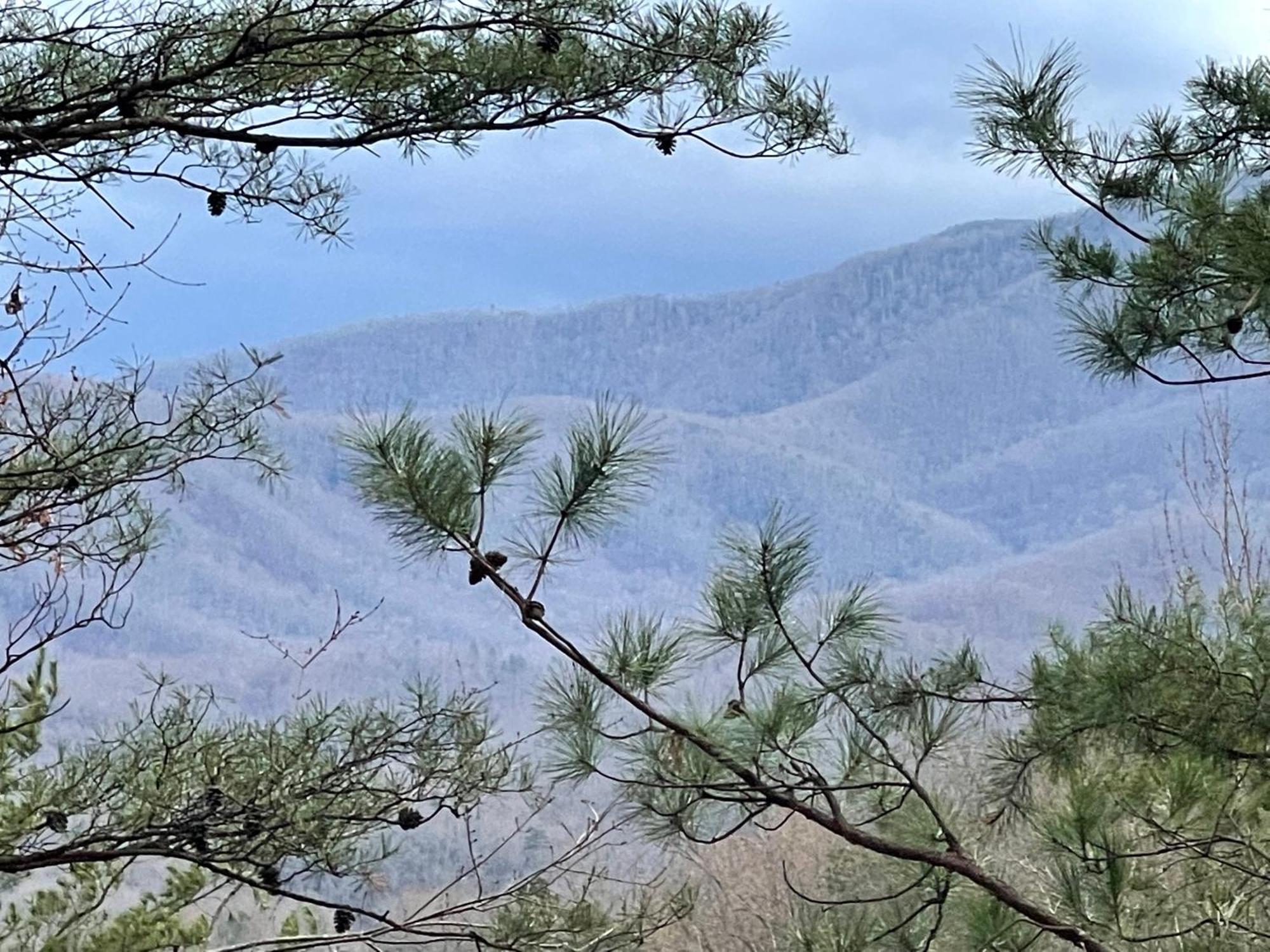 Mountain Love Nest 개틀린버그 외부 사진